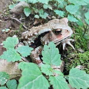 御岳山の主、カエル