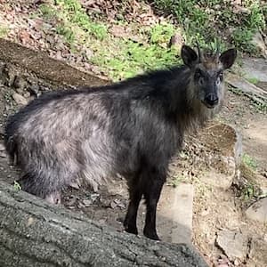 カモシカ。運がよいと会える