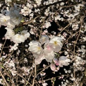 夜桜ライトアップin釜の淵公園